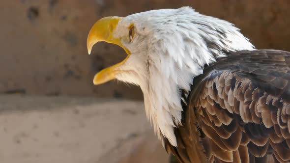 Bald Eagle Screaming Close-up