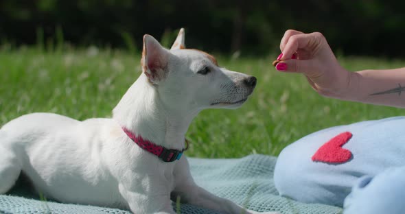 Woman Pets and Feeds Her Jack Russle Dog in the Park on the Summer Sun  120p Prores