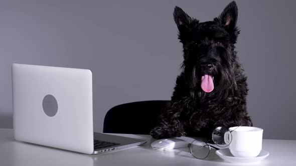 A Smart Dog of the Scottish Terrier Breed Sits at a Table with a Laptop and a Cup of Coffee