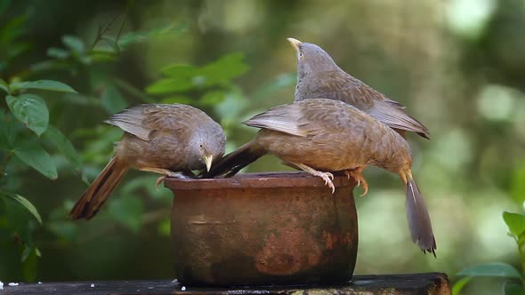 Yellow-billed babbler in Sri Lanka