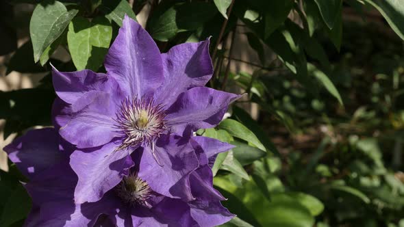 Finger stamen and petals of purple spring plant 4K 2160p 30fps UltraHD footage - Flower details of C