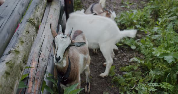 Portrait Goat Standing Behind a Wooden Fence of a Farm, Goat Farm,
