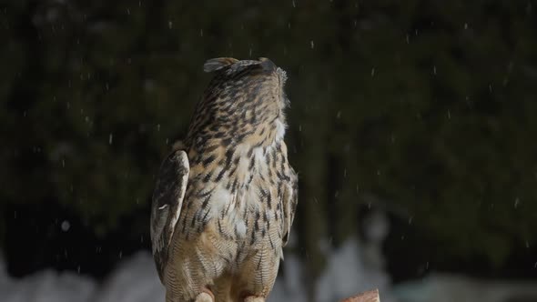 Great Horned Owl Looks in Camera and Turns Grey Head Snow Falling in Winter