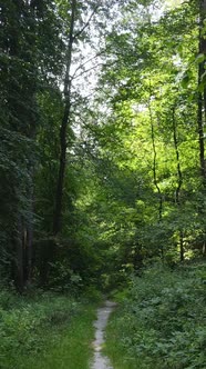 Vertical Video of a Natural Landscape During the Day in the Forest in Summer