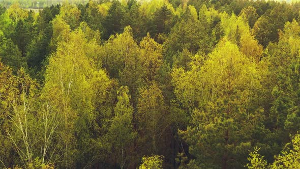 Aerial Elevated Flight Above Spring Green Mixed Forest In Landscape In Springtime