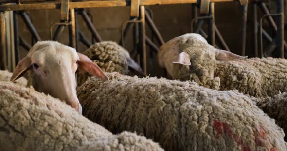 Sheeps on a Flock Farm