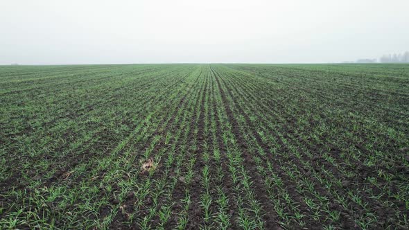 Aerial View of Bright Green Agricultural Farm Field with Growing Rapeseed Plants