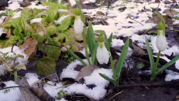 Beautiful Snowdrop Flower Bloom and Snow in Spring