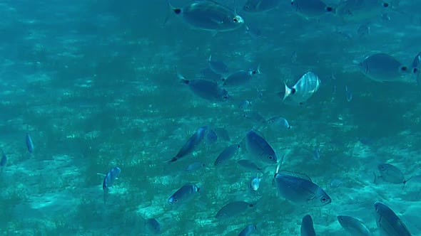 Underwater slow-motion view of group of small fish undersea in turquoise water in Favignana, Sicily