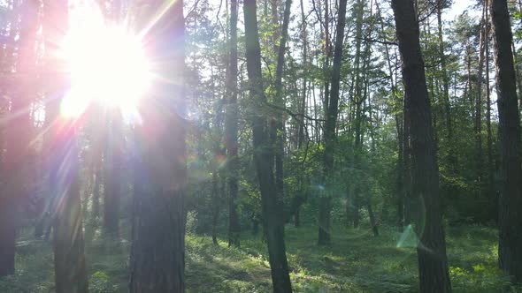 Beautiful Green Forest on a Summer Day Slow Motion