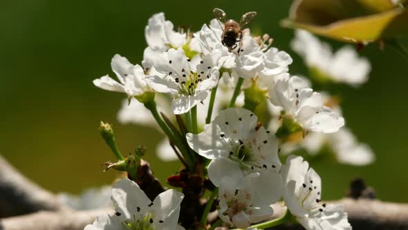 Bee With Flower