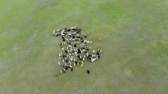 Herd of Yak Flock in Grassland