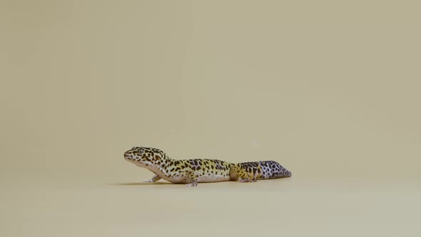 Leopard Gecko Standard Form Eublepharis Macularius on a Beige Background