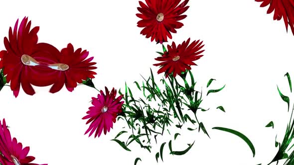 Aster Botanical Flowers 3D Rendering