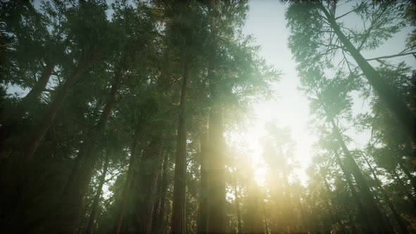 Redwood Forest Foggy Sunset Scenery alt