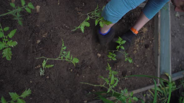 Vertical Video of Woman Planting Cultivated Plants in the Garden Beds Soil