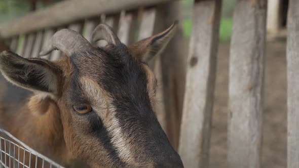 Head close up of little brown goat standing behind the fence in zoo. Domestic dwarf goat looking wit