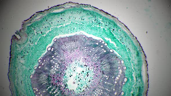 Scientific Sample of Stem of Xylophyta Dicotyledon in Transversal Section Shown Under Microscope