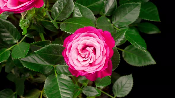 Time Lapse of Opening Pink Rose Flower