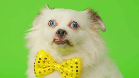 Fluffy White Dog with Bowtie on Green Background