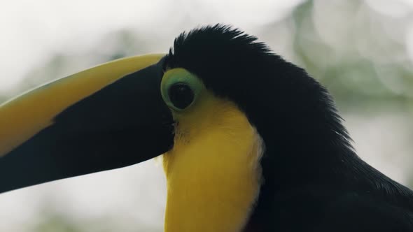 Side View Of Yellow-throated Toucan In Its Habitat. - close up