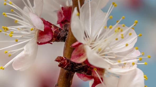 Apricot Fruit Flower Blossom Timelapse