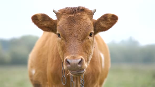 Brown milk cow grazing on green grass at farm grassland