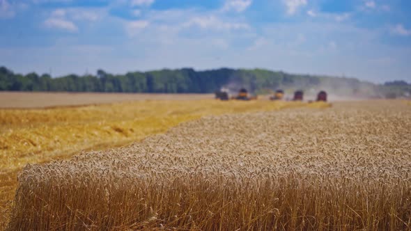 Beautiful wheat field. Combine harvester in action on wheat field