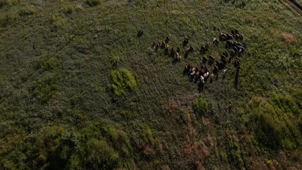 Aerial view a herd of sheep and goats with shepherd graze in a meadow