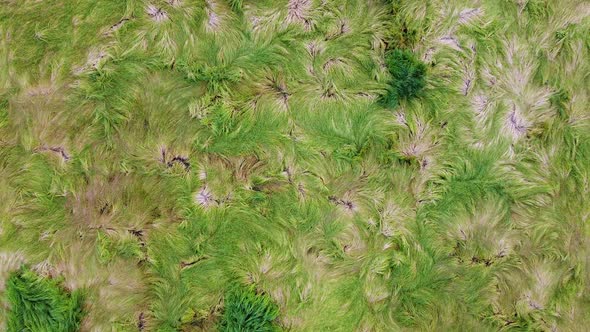 Green grass pattern. Beautiful natural meadow grass background