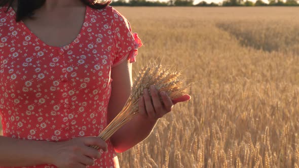 A Woman Holds a Sheaf of Wheat, Gently Touching the Ripe Spikelets Against the Background of a