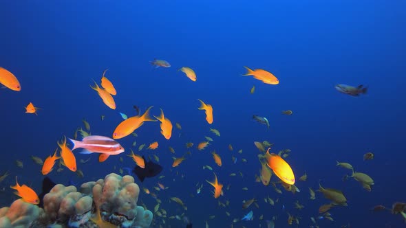 Underwater Sea Tropical Marine Reef