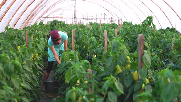 Woman Harvesting Bell Pepper at Farm Greenhouse