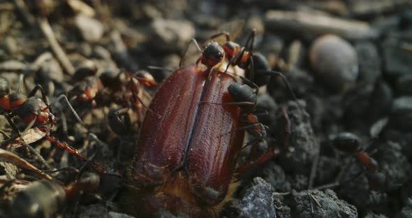 Ants Attacking a Chafer