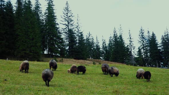 A herd of black sheep grazes in a mountain.