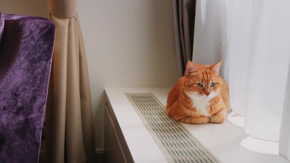 Female hand caressing a red cat