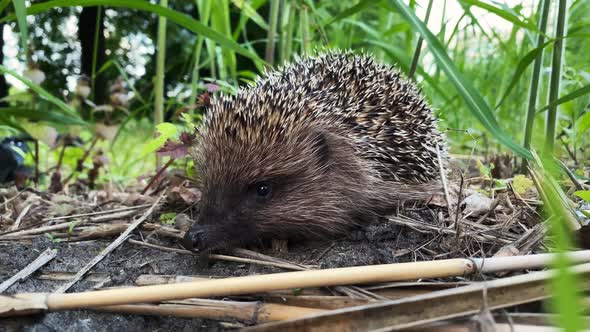 Closeup Portrait of Hedgehog