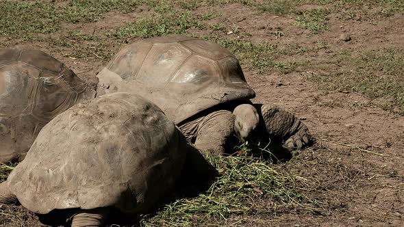 African giant old tortoise eating grass from ground,close up shot