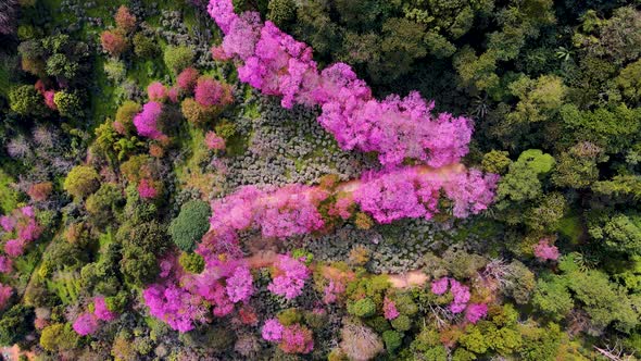 Sakura Cherry Blossom in Chiang Mai Khun Chan Khian Thailand at Doi Suthep Aerial View of Pink