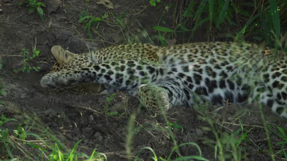 A lazy leopard