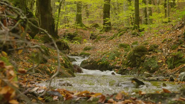 Stream and forest in autumn.