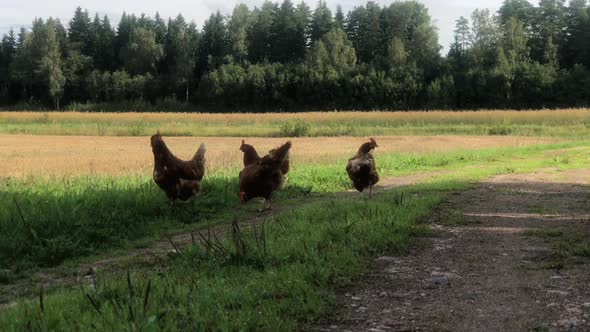 Chickens eating on the road