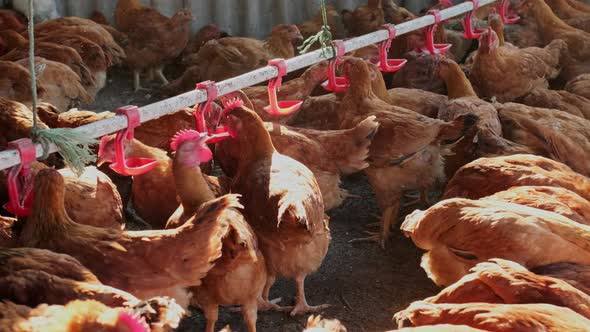 Free Range Eco Backyard Henhouse Chickens Hens Drinking Water By Nipple Drinker