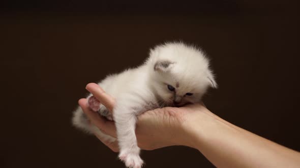 Tired Baby Cat on Hand