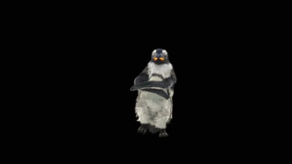 Penguin Dancing HD