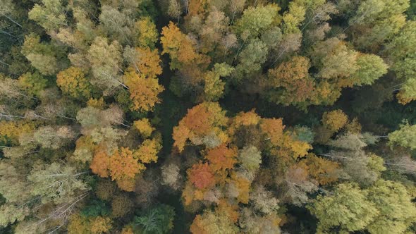 Autumn View of Mixed Forests From Height Flight Over the Golden Trees