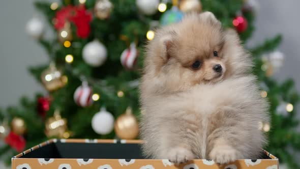 Fluffy Pomeranian Puppy in Gift Box on Christmas Tree Background