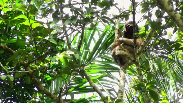 Sloth Animal Stretching on a Branch