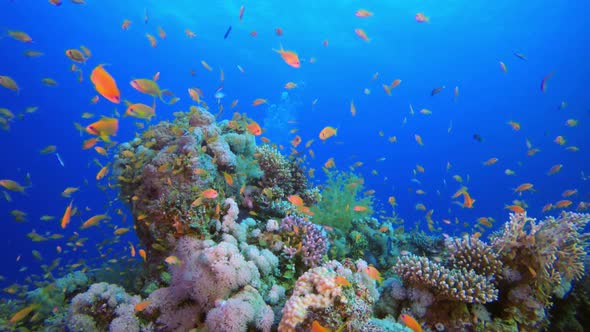 Tropical Underwater View