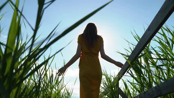 Rear view of a woman walking in a reed field